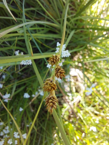 Carex canescens, photograph 6