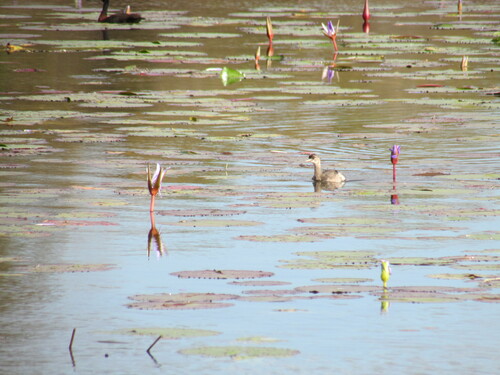 Madagascar Grebe (Tachybaptus pelzelnii), photo 3