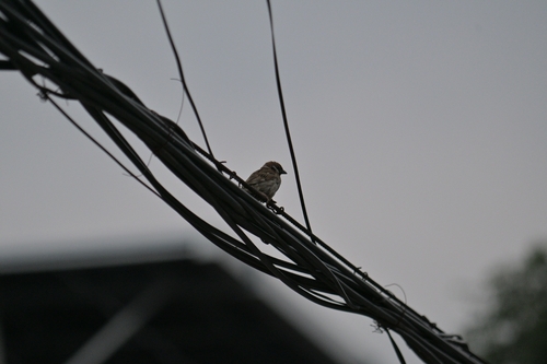 Eurasian Tree Sparrow