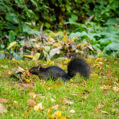 Sciurus carolinensis