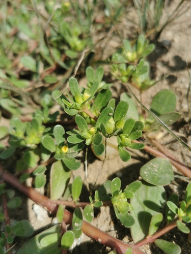 Common Purslane
