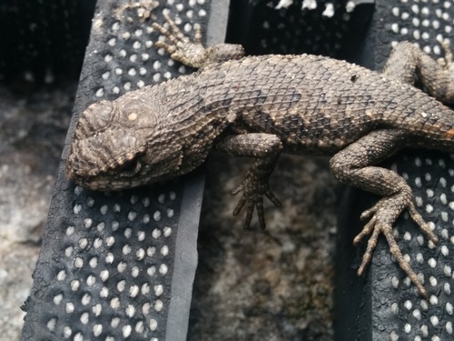 iNaturalist observation photo of Western Fence Lizard