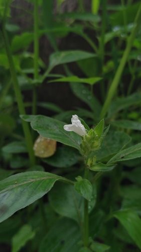 Asystasia mysorensis