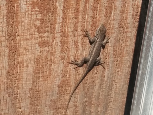 iNaturalist observation photo of Western Fence Lizard
