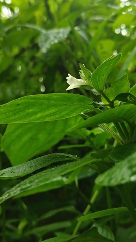 Asystasia mysorensis, photograph 2