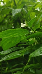 Asystasia mysorensis, photograph (c) Aadi Kulkarni, some rights reserved (CC BY)