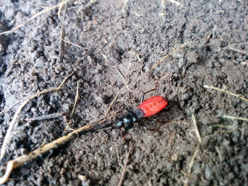 iNaturalist observation photo of Black Corsair