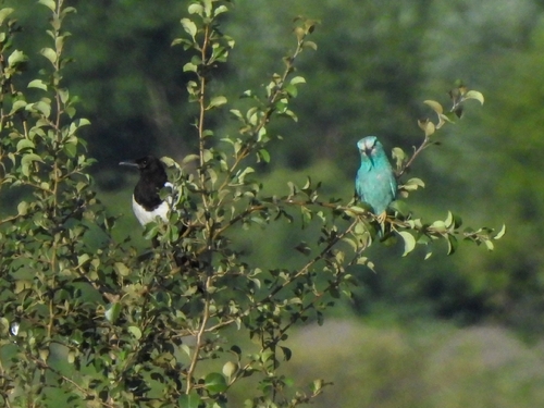 Eurasian Magpie