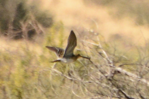 iNaturalist image