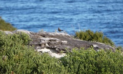 Dasyornis brachypterus