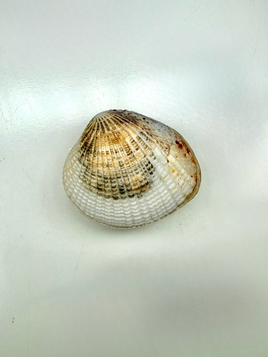 Gafrarium tumidum observed 2026-08-07