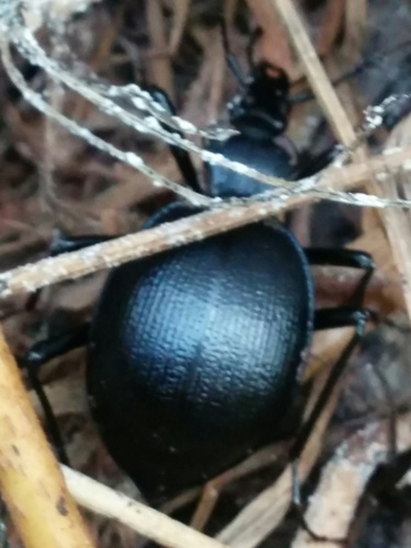 iNaturalist observation photo of Snail-eating Beetles
