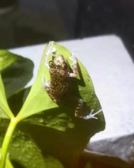 Eleutherodactylus verrucipes