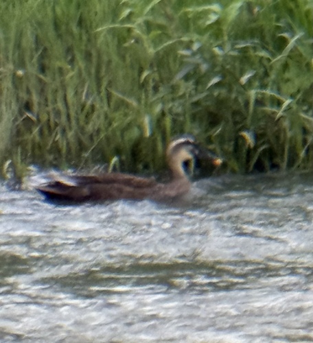 Eastern Spot-billed Duck
