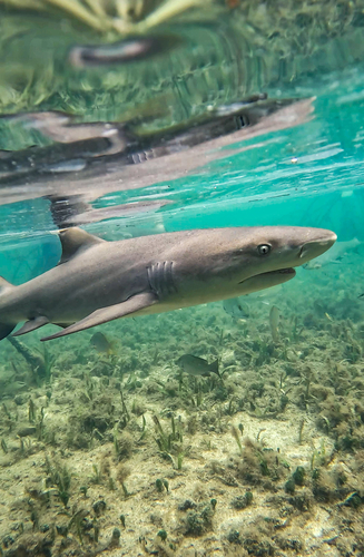 Lemon Shark, photo 2 of 10