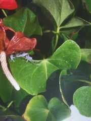 Eleutherodactylus verrucipes