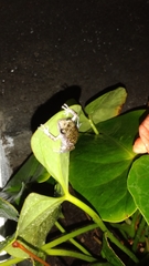 Eleutherodactylus verrucipes