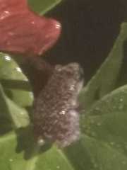 Eleutherodactylus verrucipes