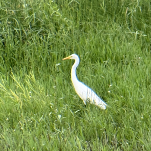 Medium Egret
