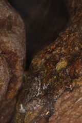 Limnonectes kuhlii