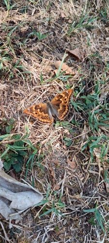 Lesser Purple Emperor