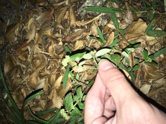 Euphorbia ophthalmica image