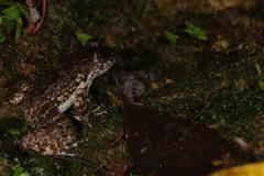 Limnonectes kuhlii