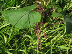 Matelea hirtelliflora