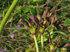Matelea hirtelliflora