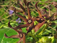 Matelea hirtelliflora