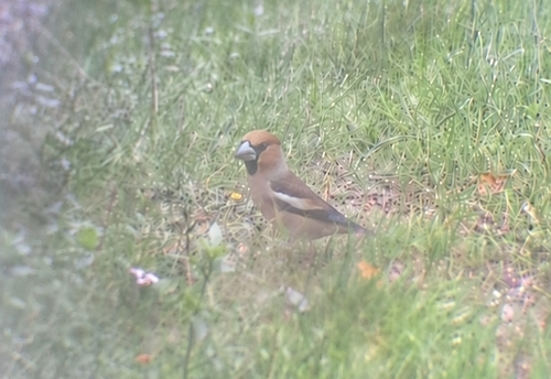 Hawfinch