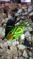 Urolabida