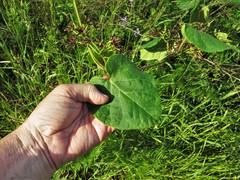 Matelea hirtelliflora