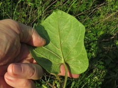 Matelea hirtelliflora