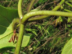 Matelea hirtelliflora
