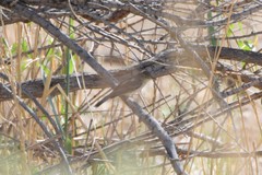 Iduna caligata