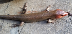 Plestiodon laticeps