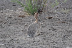 Lepus tolai