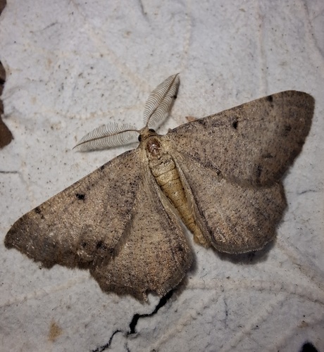 Selidosema plumaria