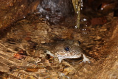 Limnonectes kuhlii