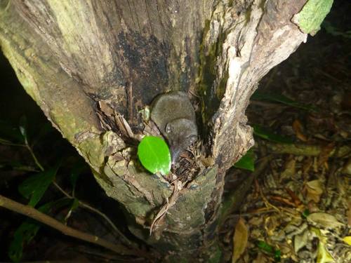 Crocidura fuliginosa · iNaturalist Ecuador