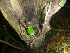 Southeast Asian Shrew photo 2