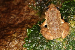Limnonectes kuhlii