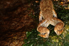 Limnonectes kuhlii