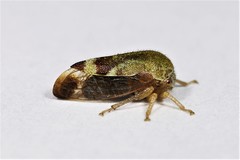 Ophiderma evelyna