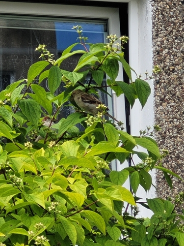 House Sparrow