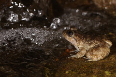 Limnonectes kuhlii