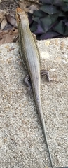 Plestiodon laticeps