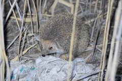 Hemiechinus auritus