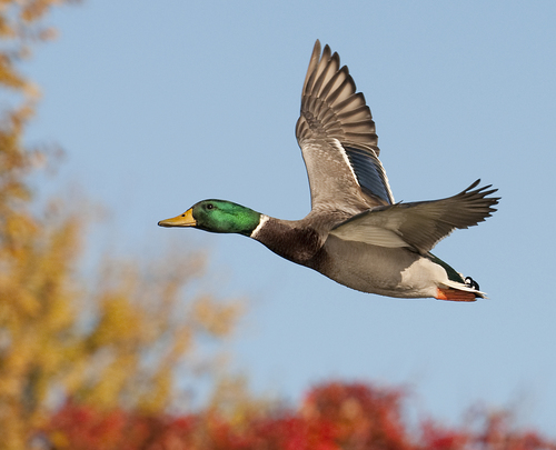 waterfowl-great-guide-inaturalist